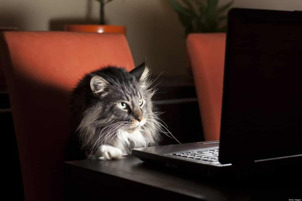 Strambe storie feline, volume 1