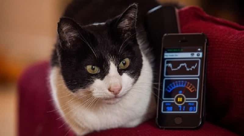 Le fusa più rumorose al mondo»: ecco il gatto da Guinness dei
