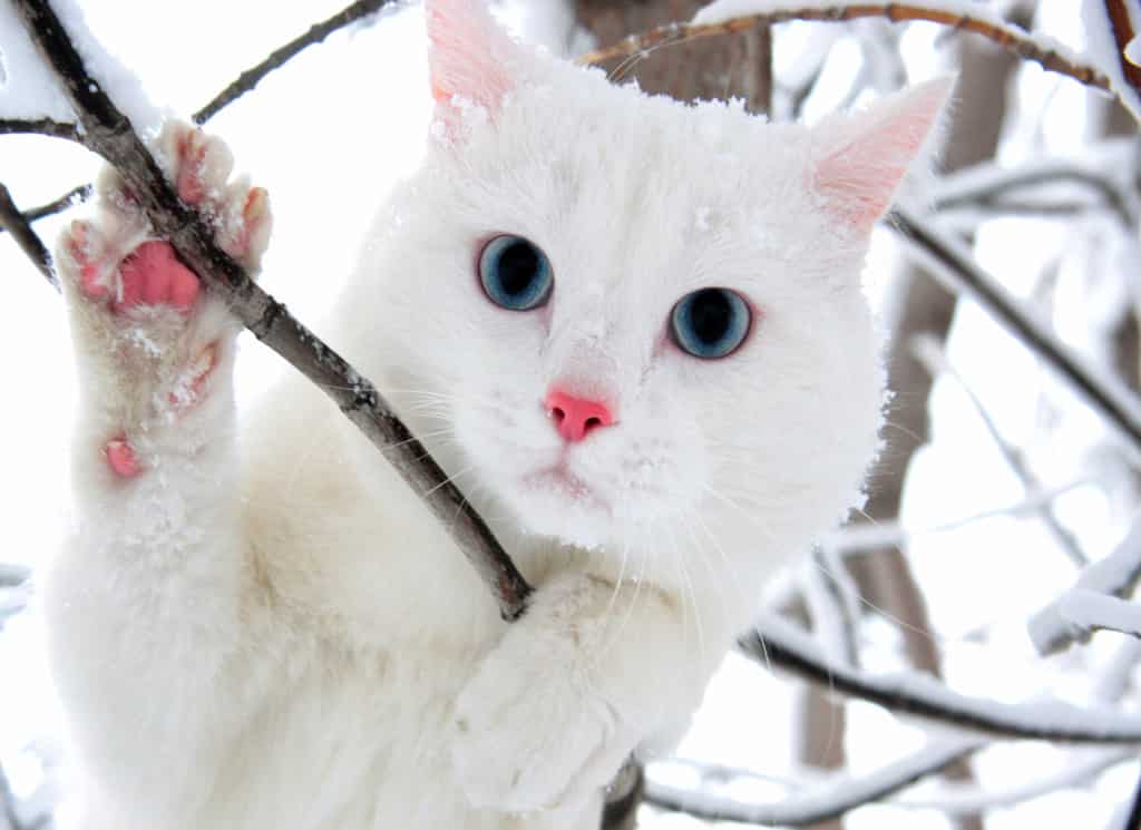 Fiabe: “I tre gatti”