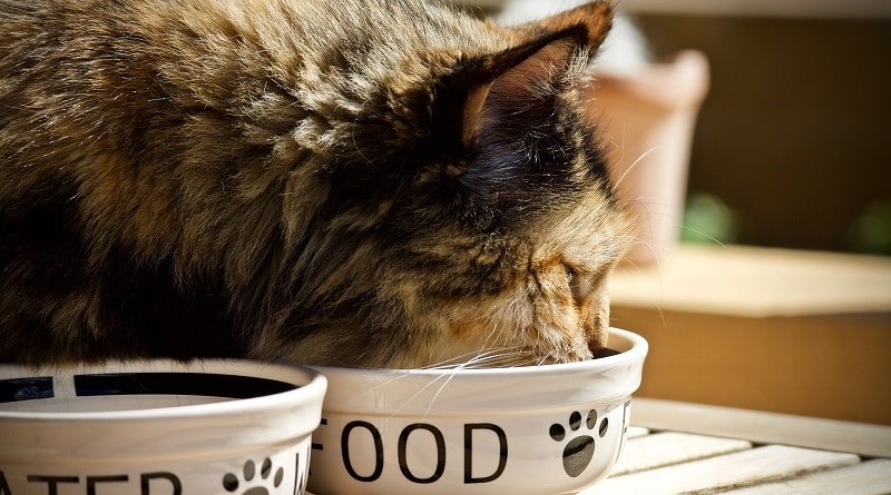 perchè gatto copre cibo