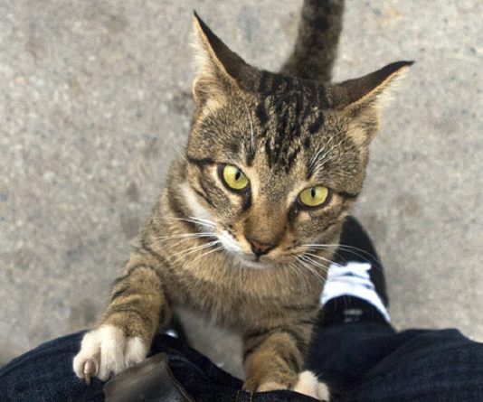 aiutare i gatti bisognosi