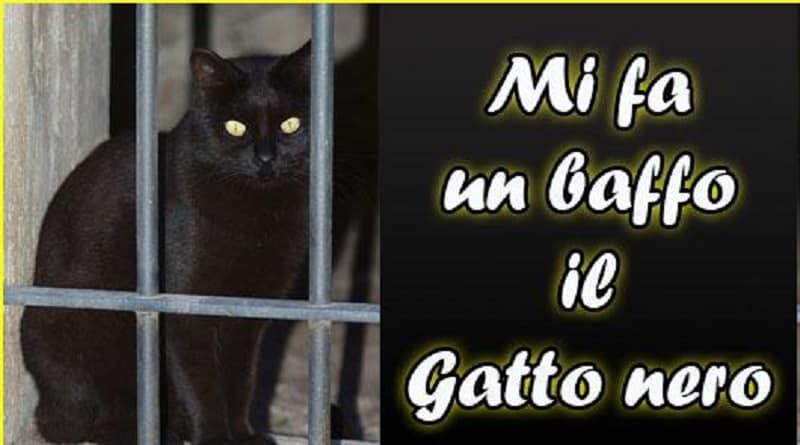 Mi fa un baffo il gatto nero