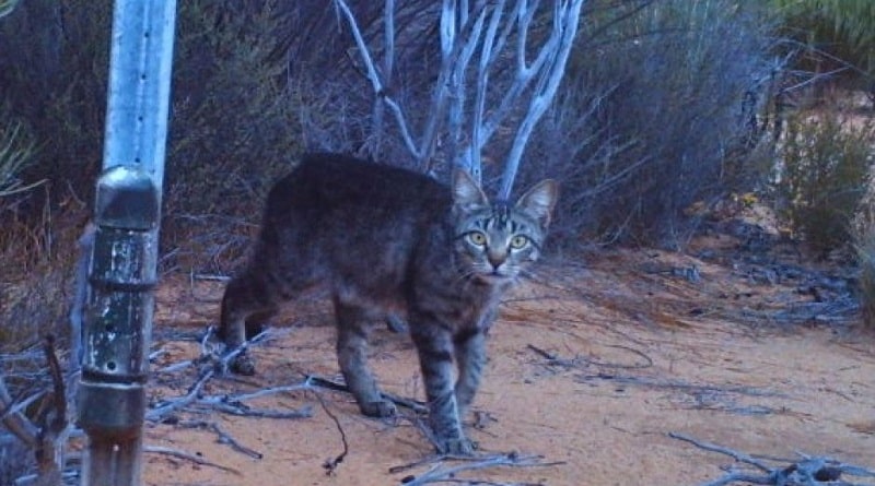 coprifuoco per i gatti in australia