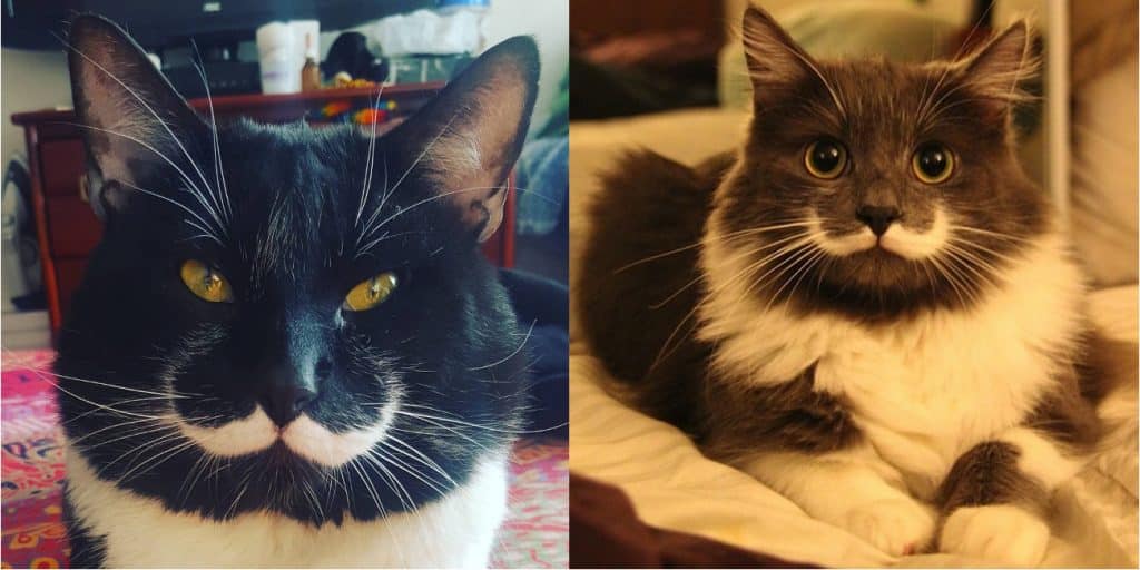 Hamilton e Dali, i mici dai baffi alla Salvador Dali: due meraviglie della natura!