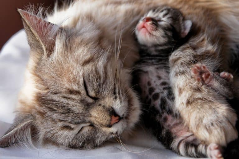 La gatta, di Giovanni Pascoli. Una poesia sullo sconfinato amore materno G come Gatto La gatta, di Giovanni Pascoli. Una poesia sullo sconfinato amore materno G come Gatto