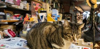 i gatti della libreria acqua alta di venezia