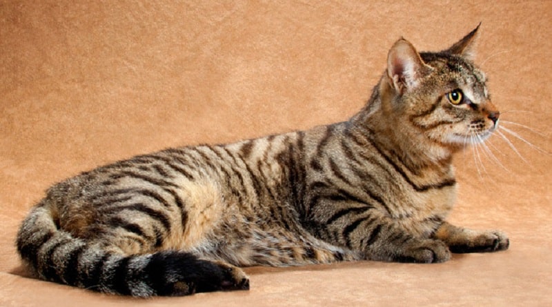 Il Li Hua, una razza felina di origine naturale e di nascita