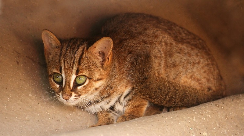 Il Li Hua, una razza felina di origine naturale e di nascita cinese - G  come Gatto