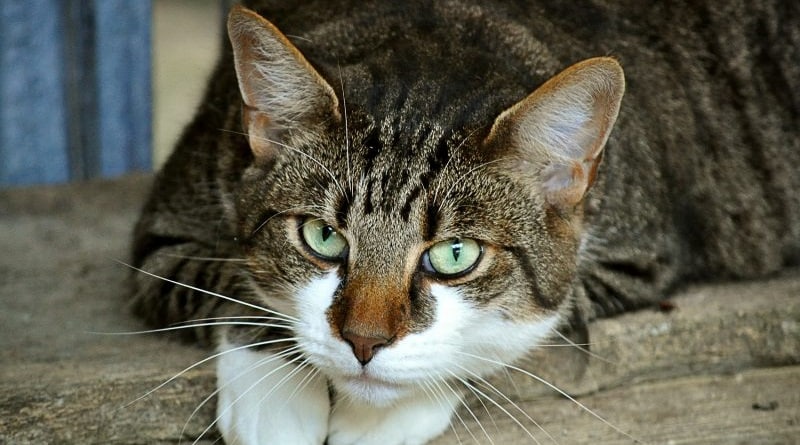 in carcere per aver picchiato un gatto