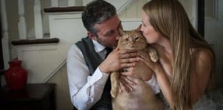 foto matrimonio con gatto