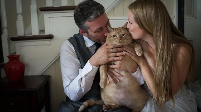 foto matrimonio con gatto