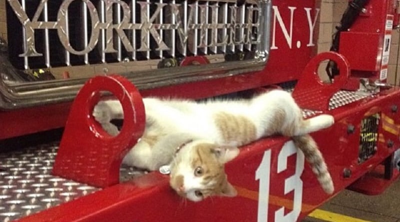 gatto pompiere