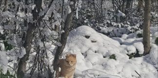 gatti neve