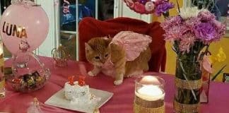 festa per quindici anni gatto