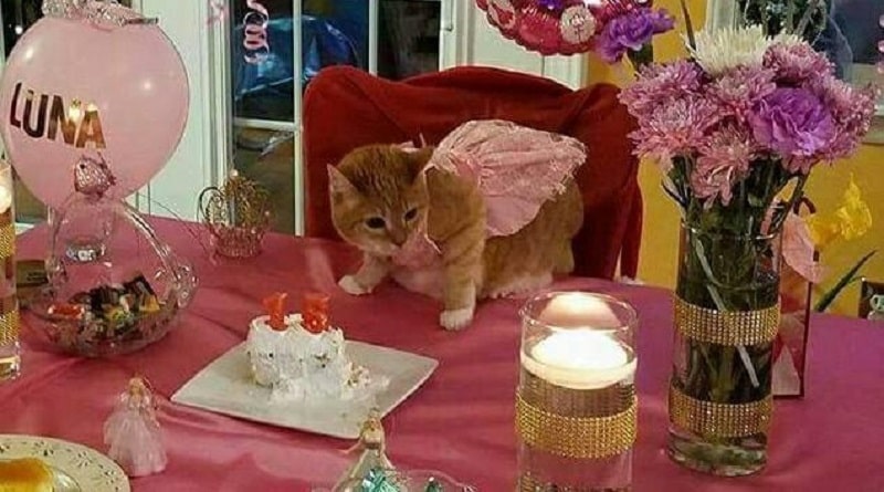 festa per quindici anni gatto