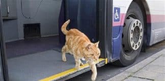 gatto che prende l'autobus