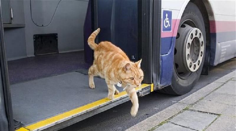 gatto che prende l'autobus