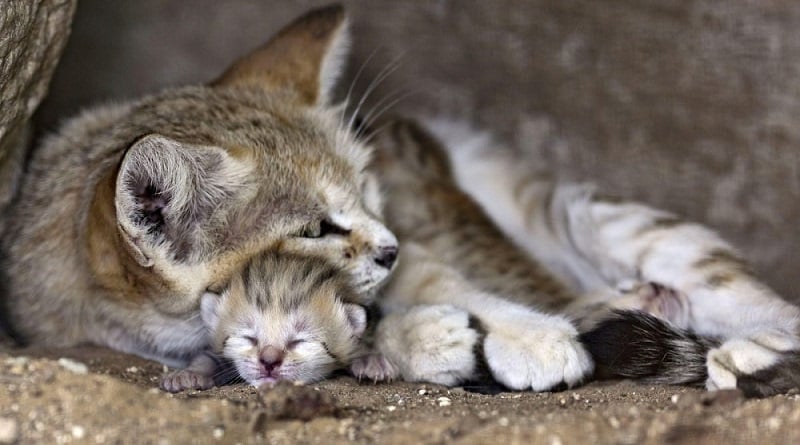 nati tre gatti delle sabbie