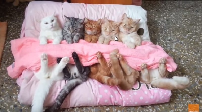 gatti dormono assieme