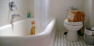 Perchè i gatti ci accompagnano in bagno?