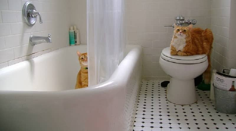 Perchè i gatti ci accompagnano in bagno?