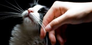 come conquistare la fiducia di un gatto