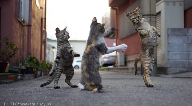 foto di gatti ballerini e saltatori