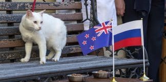 gatto predirrà i vincitori dei mondiali