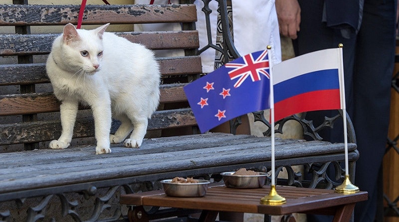 gatto predirrà i vincitori dei mondiali