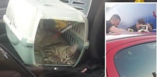 gatti chiudono padroni fuori dall'auto