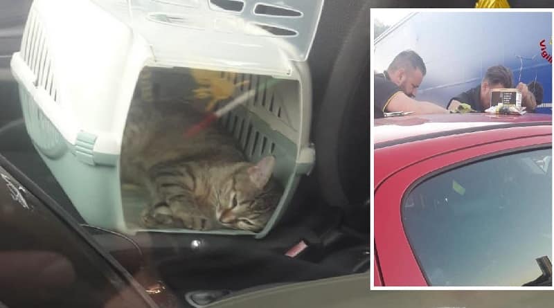 gatti chiudono padroni fuori dall'auto