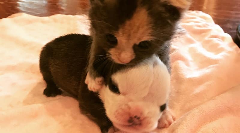 gattino e cagnolino teneri