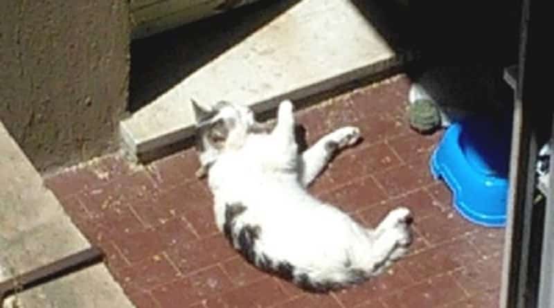 gatto chiuso sul balcone