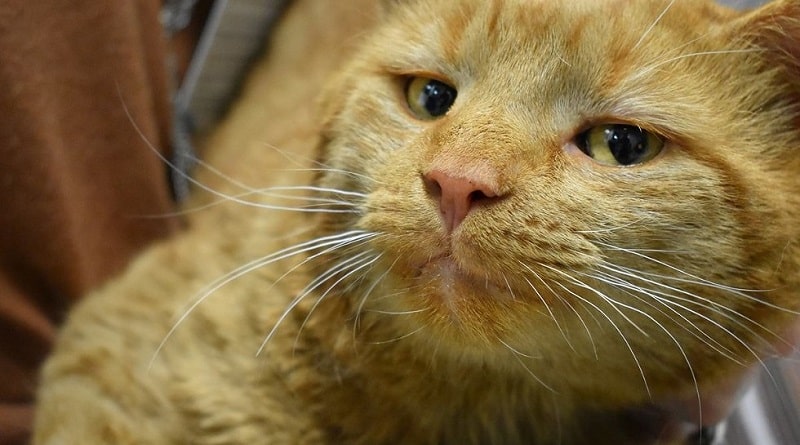 gatto guarito dalla pododermatite