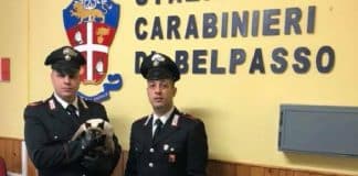 gatto salvato dai carabinieri