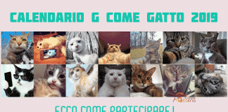 concorso calendario g come gatto