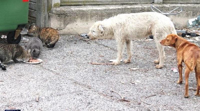 animali campi rom sgomberati