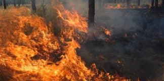 animali dispersi incendio Atene