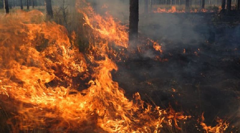 animali dispersi incendio Atene