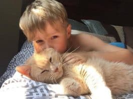 gatto adulto scelto e adottato da un bambino