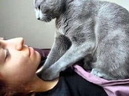 gatto fa la pasta con le unghie