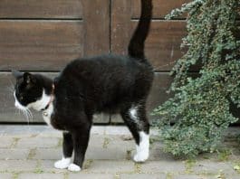 gatto sterilizzato marca il territorio