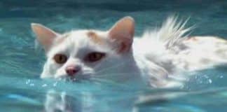 in Turchia piscine per gatti