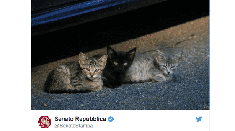 senato twitter gattini