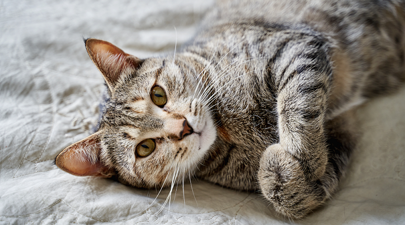 Perché i gatti fanno la pasta? Le ragioni sono molteplici.