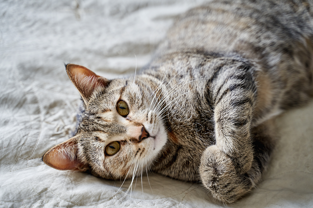 Perché i gatti fanno la pasta?