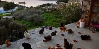 accarezzatore di gatti Grecia