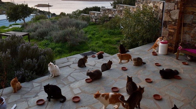 accarezzatore di gatti Grecia