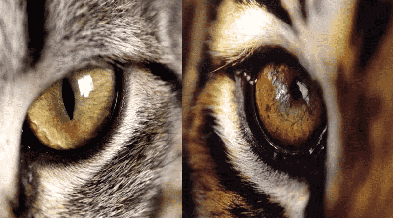 differenze gatto tigre