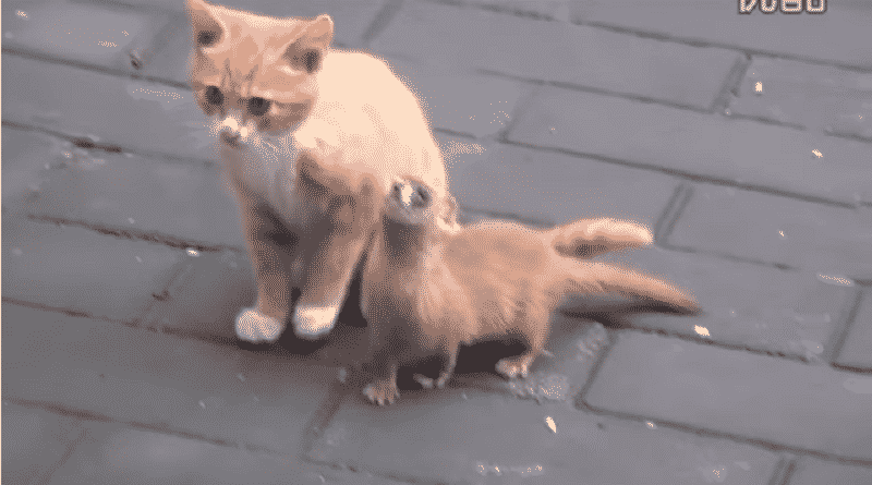 gattino e donnola giocano insieme